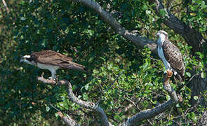 Osprey