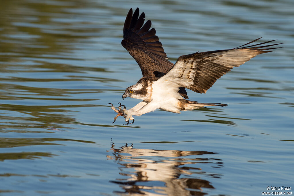 Western Ospreyadult breeding, identification, Flight, fishing/hunting