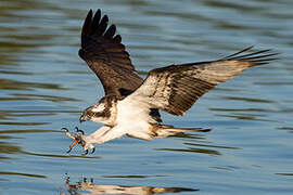 Western Osprey