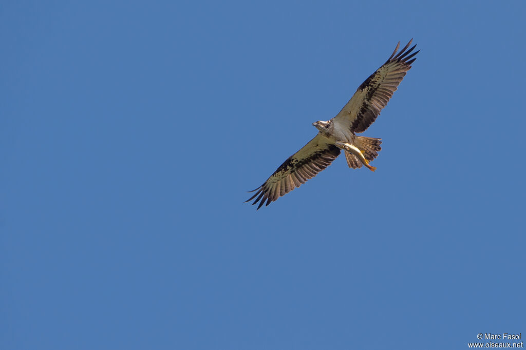 Balbuzard pêcheuradulte, Vol, régime, pêche/chasse