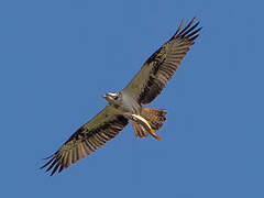 Western Osprey