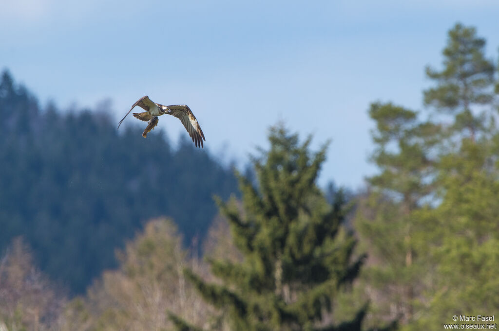 Western Ospreyadult, Flight, feeding habits, fishing/hunting