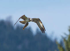 Western Osprey