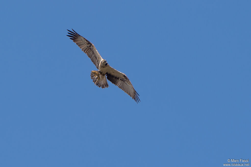 Western Ospreyadult, Flight, feeding habits, fishing/hunting