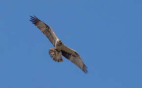 Western Osprey