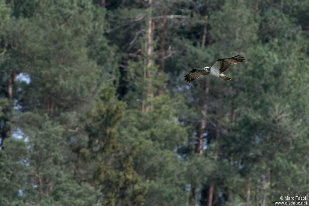 Balbuzard pêcheuradulte, Vol