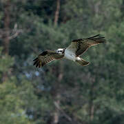 Osprey