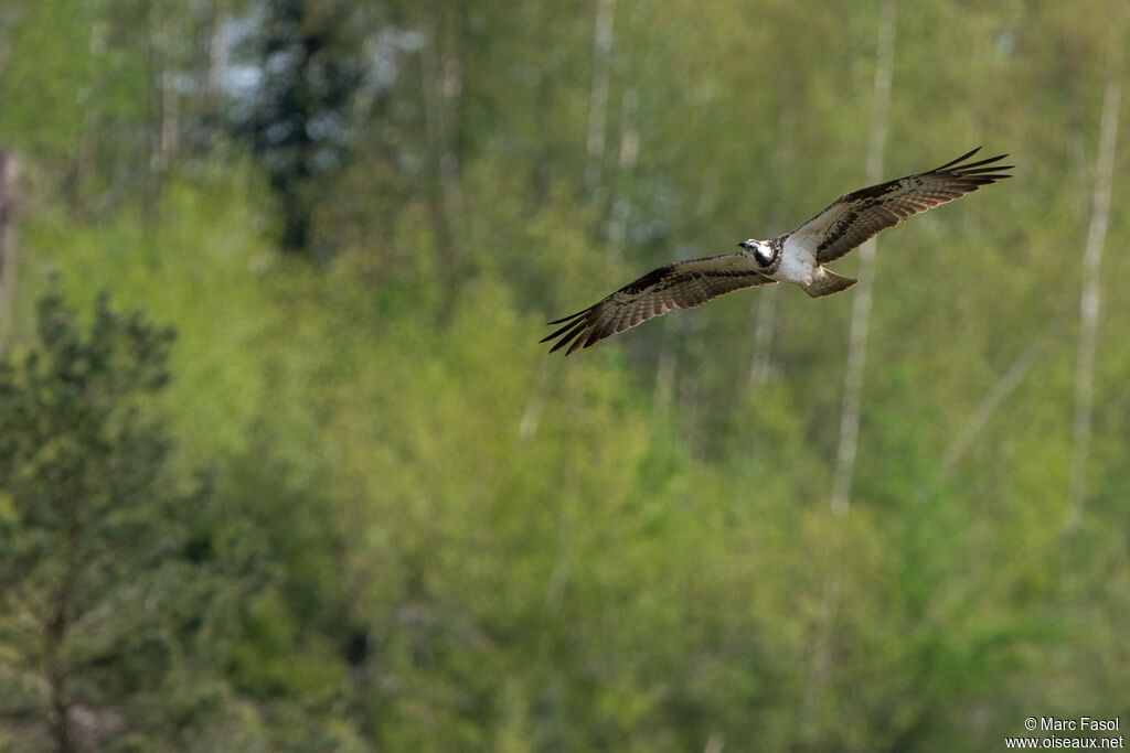 Ospreyadult, Flight