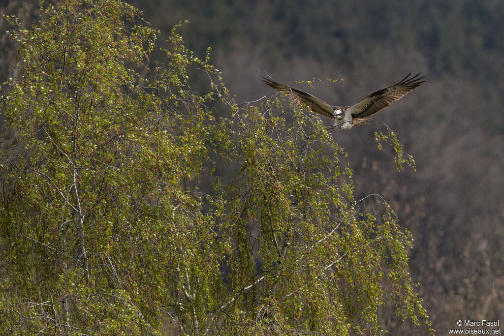 Ospreyadult, Flight