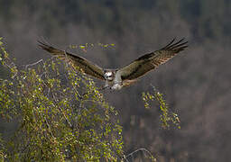 Osprey