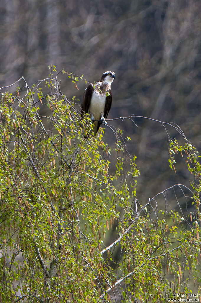 Balbuzard pêcheuradulte, identification