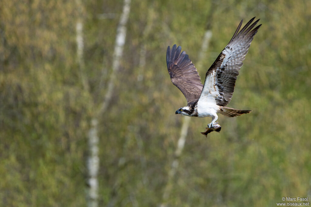 Balbuzard pêcheuradulte, Vol, régime, pêche/chasse