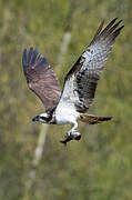 Osprey