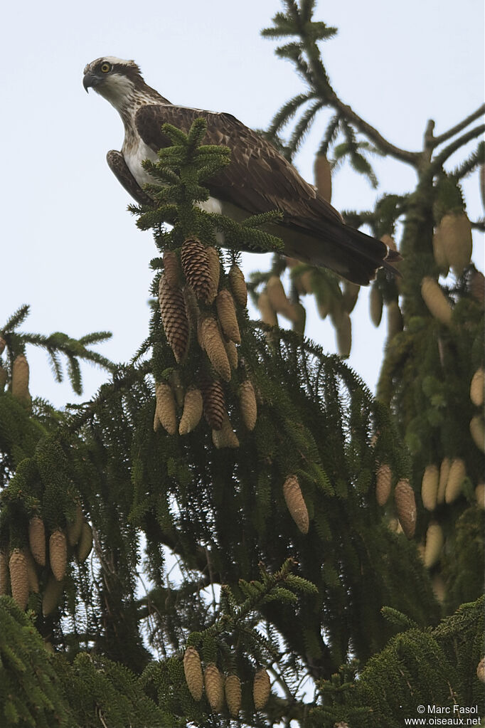 Balbuzard pêcheuradulte, identification