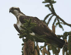 Western Osprey