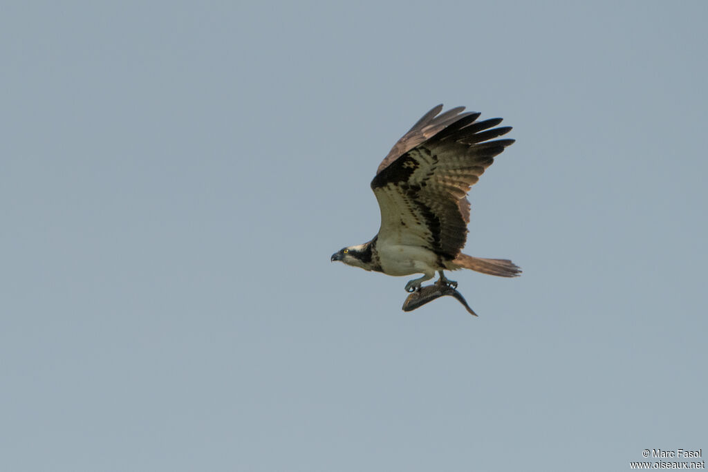 Balbuzard pêcheuradulte, identification, régime, pêche/chasse