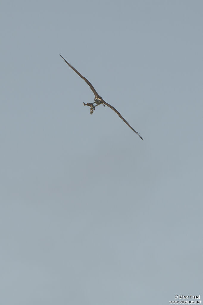 Balbuzard pêcheuradulte, Vol, régime, pêche/chasse