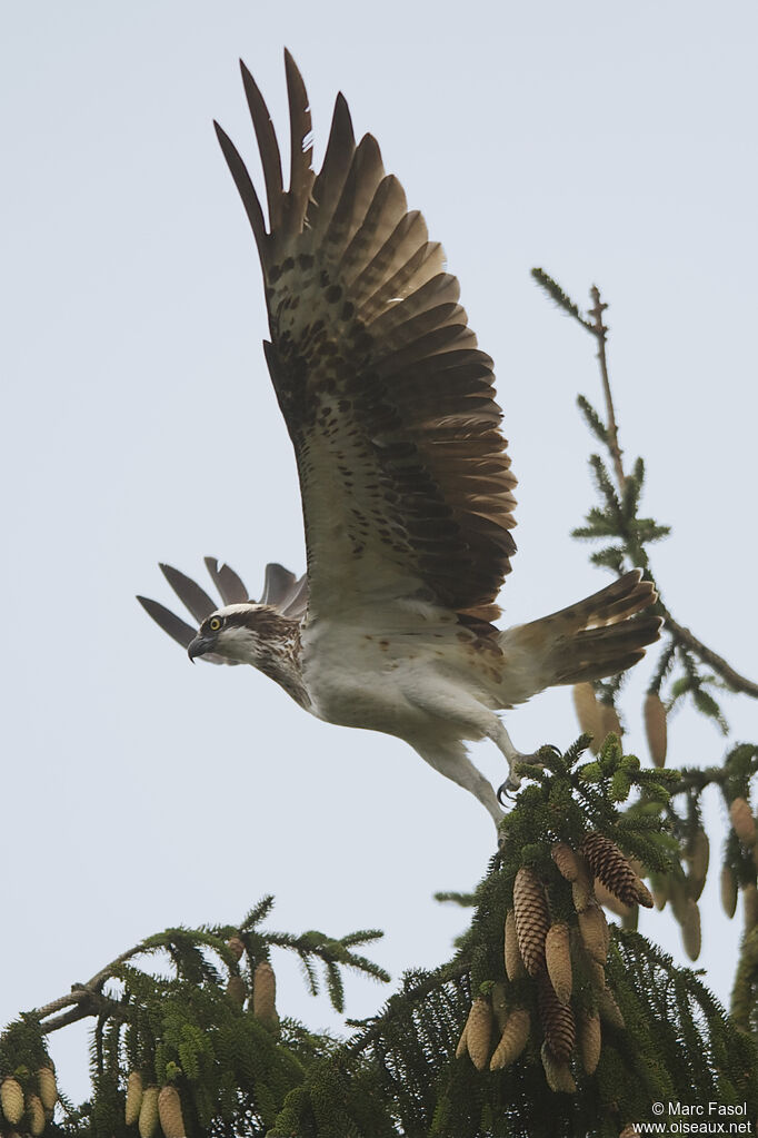 Balbuzard pêcheuradulte, Vol