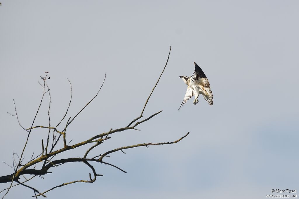 Western Ospreyjuvenile, Flight