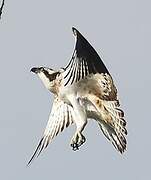 Western Osprey