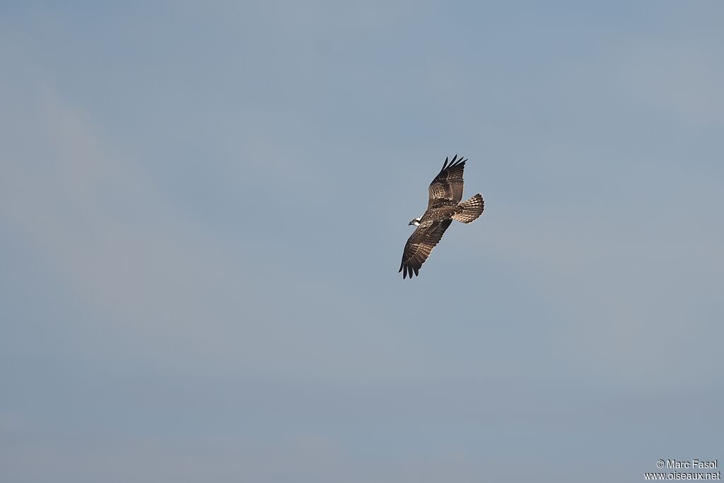 Balbuzard pêcheurjuvénile, Vol