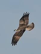 Western Osprey