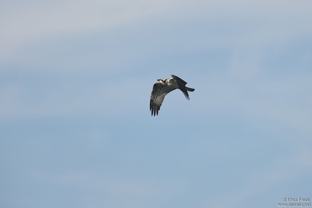 Balbuzard pêcheurjuvénile, Vol