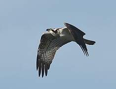 Western Osprey