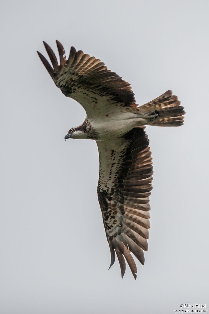 Balbuzard pêcheuradulte, Vol