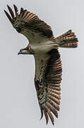 Western Osprey