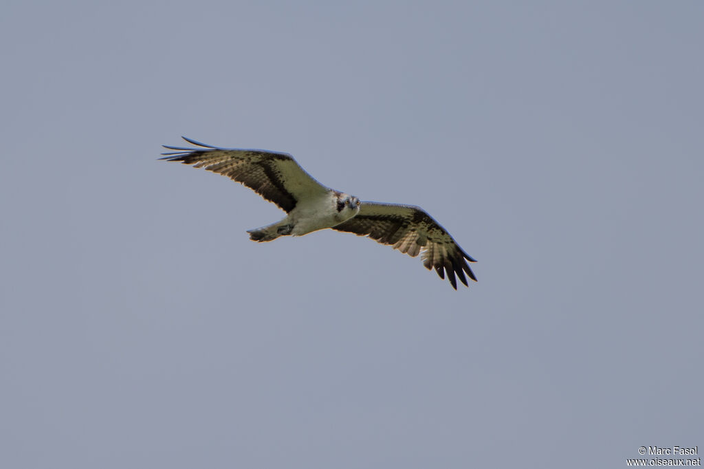 Balbuzard pêcheuradulte, Vol