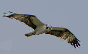 Western Osprey