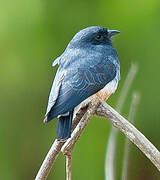 Swallow-winged Puffbird