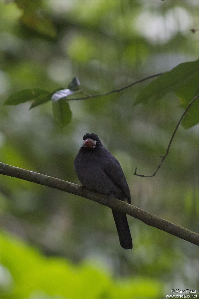 White-fronted Nunbirdadult, identification