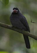 White-fronted Nunbird