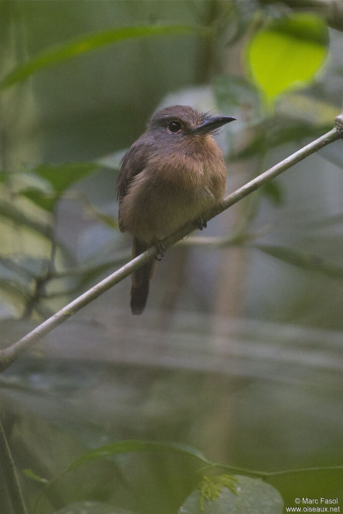 Barbacou brunadulte, identification