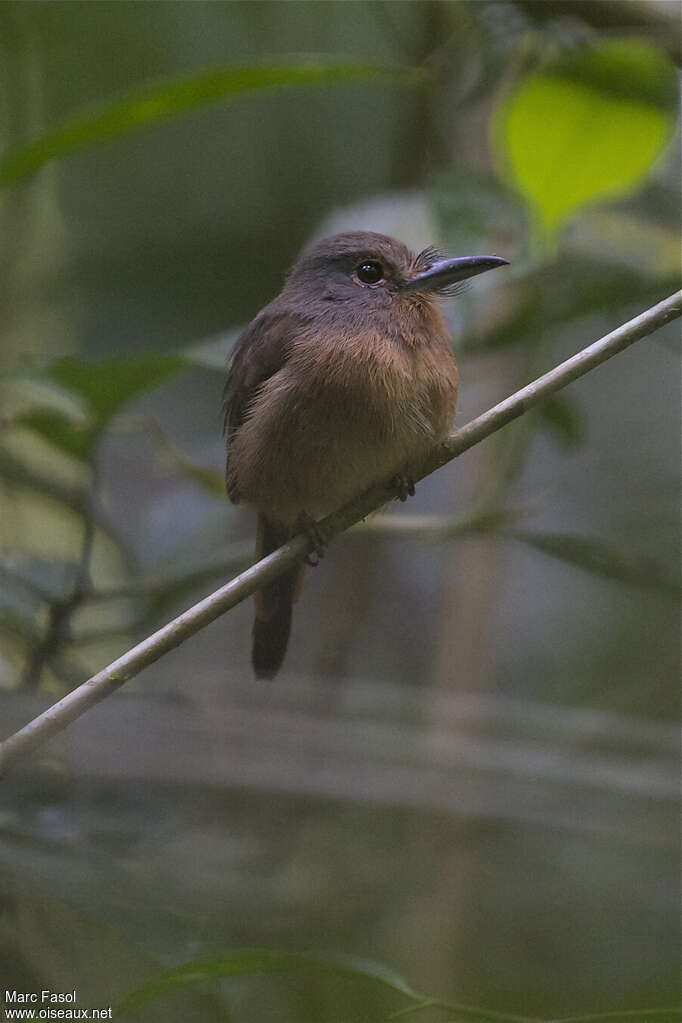 Barbacou brunadulte, identification