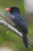 Black-fronted Nunbird