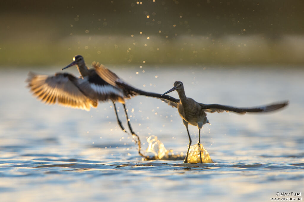 Black-tailed Godwit, Flight