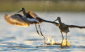 Black-tailed Godwit