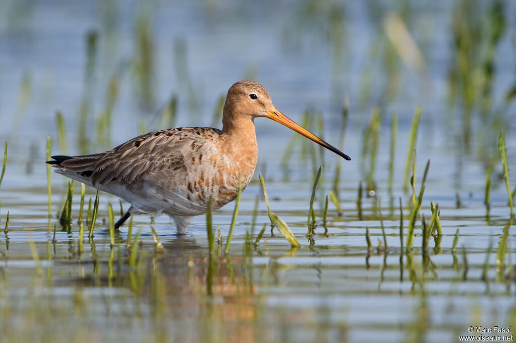 Black-tailed Godwitadult breeding, identification