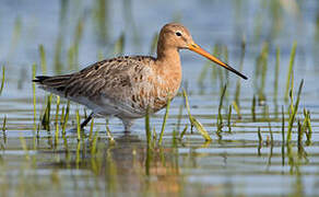 Black-tailed Godwit