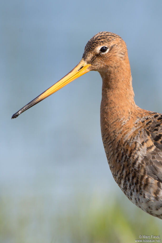 Black-tailed Godwitadult breeding, close-up portrait