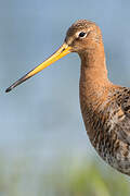 Black-tailed Godwit