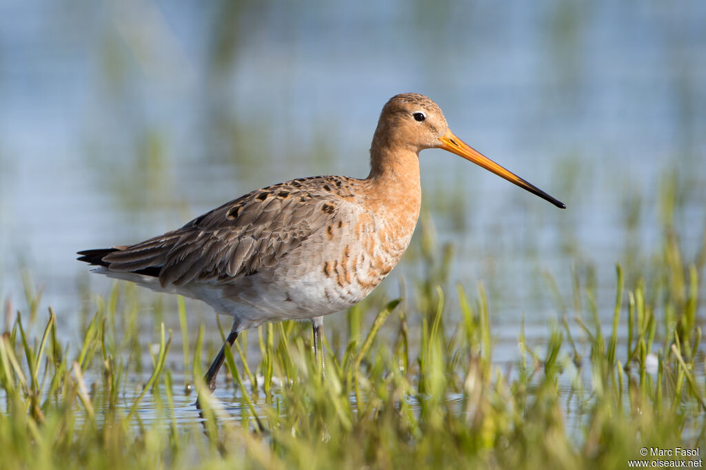 Black-tailed Godwitadult breeding, identification