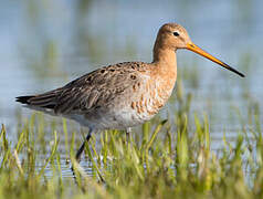 Black-tailed Godwit