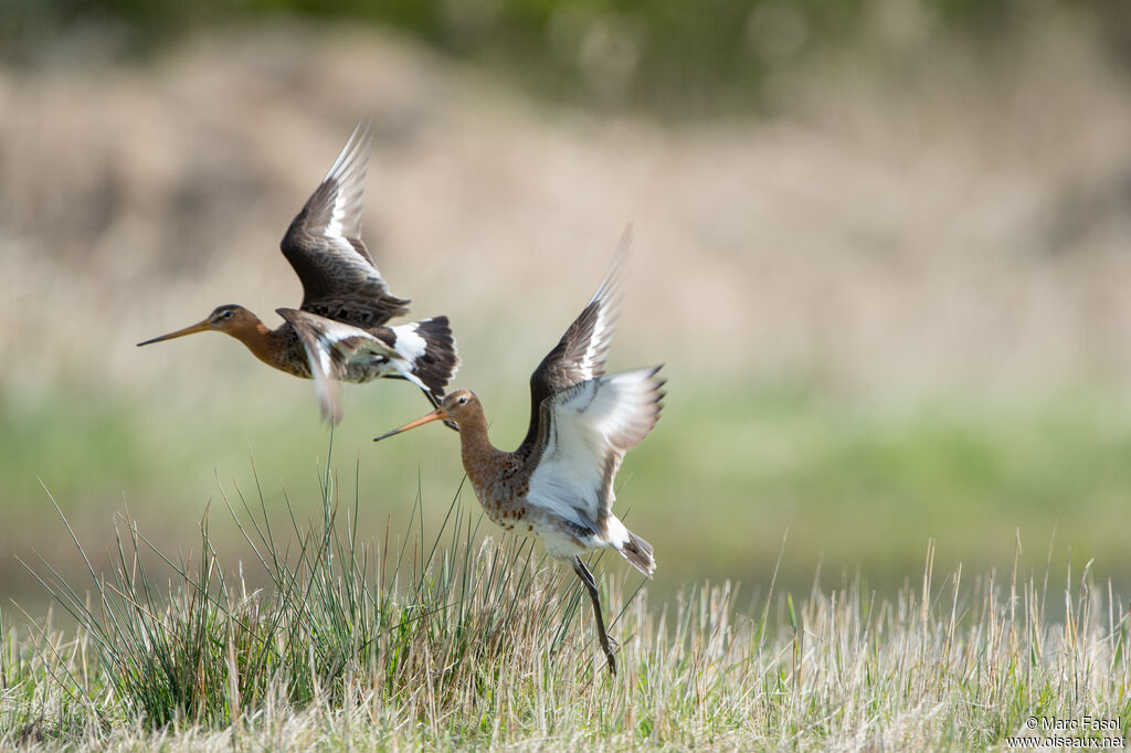 Black-tailed Godwitadult breeding, Flight