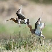 Black-tailed Godwit