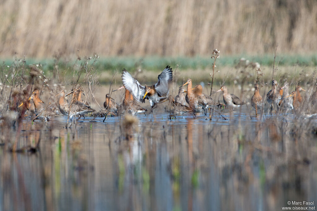 Black-tailed Godwit