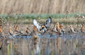 Black-tailed Godwit